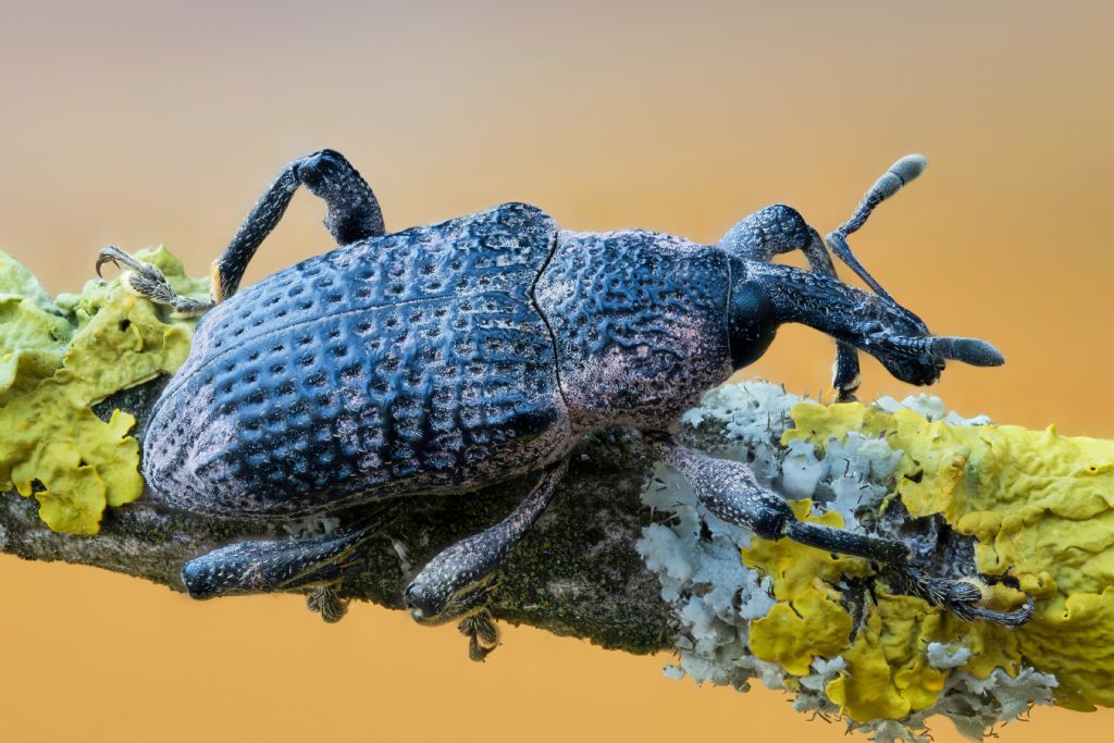 Curculionidae - Aclees taiwanensis? Sì.